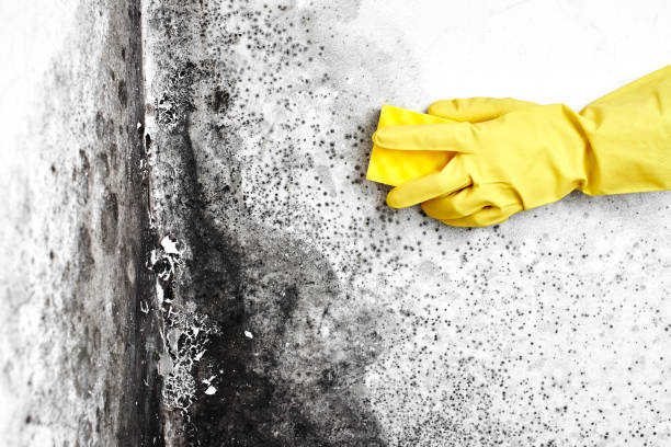 Best Mold Damage Repair  in Deltana, AK