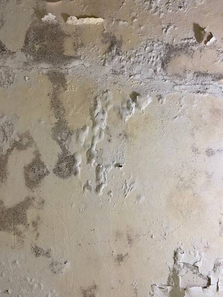 Best Mold Remediation Services  in Deltana, AK