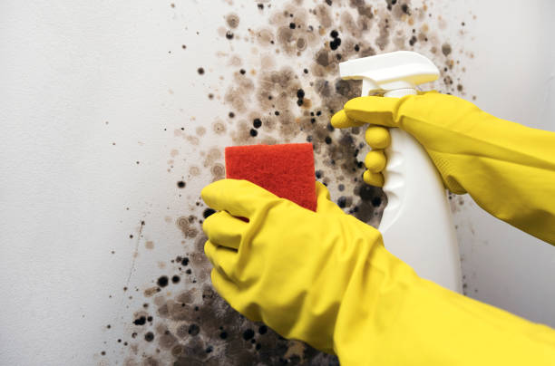 Best Toxic Mold Removal  in Deltana, AK
